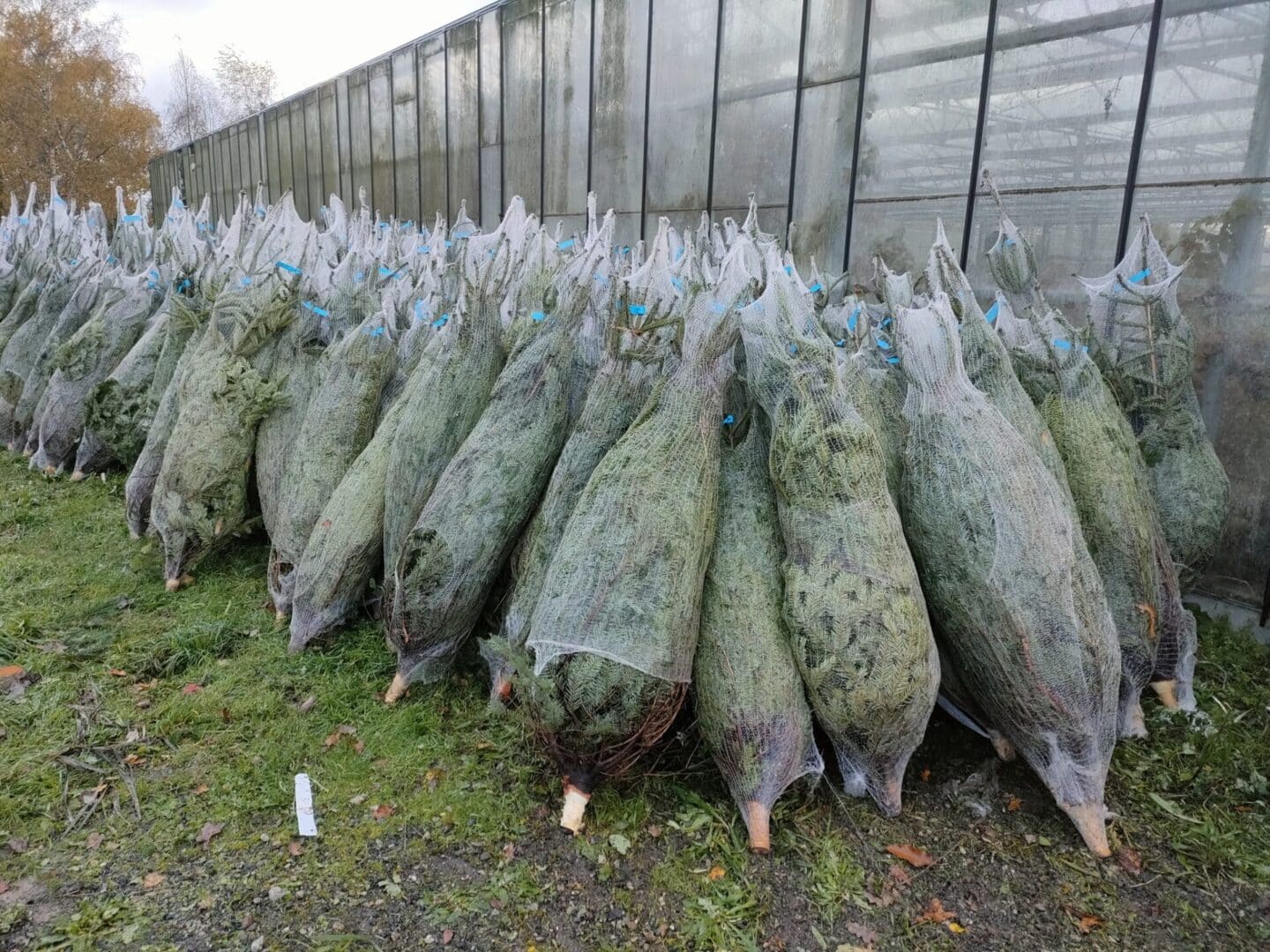 sapins de Noël