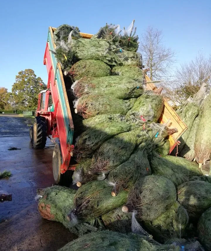 sapins de Noël