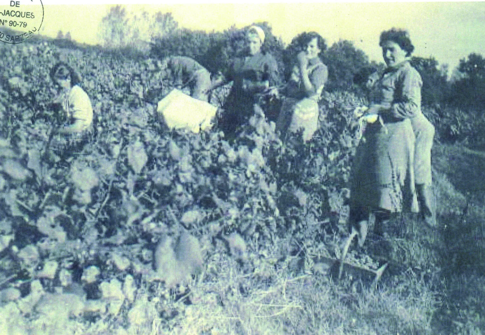 vignes de Bretagne