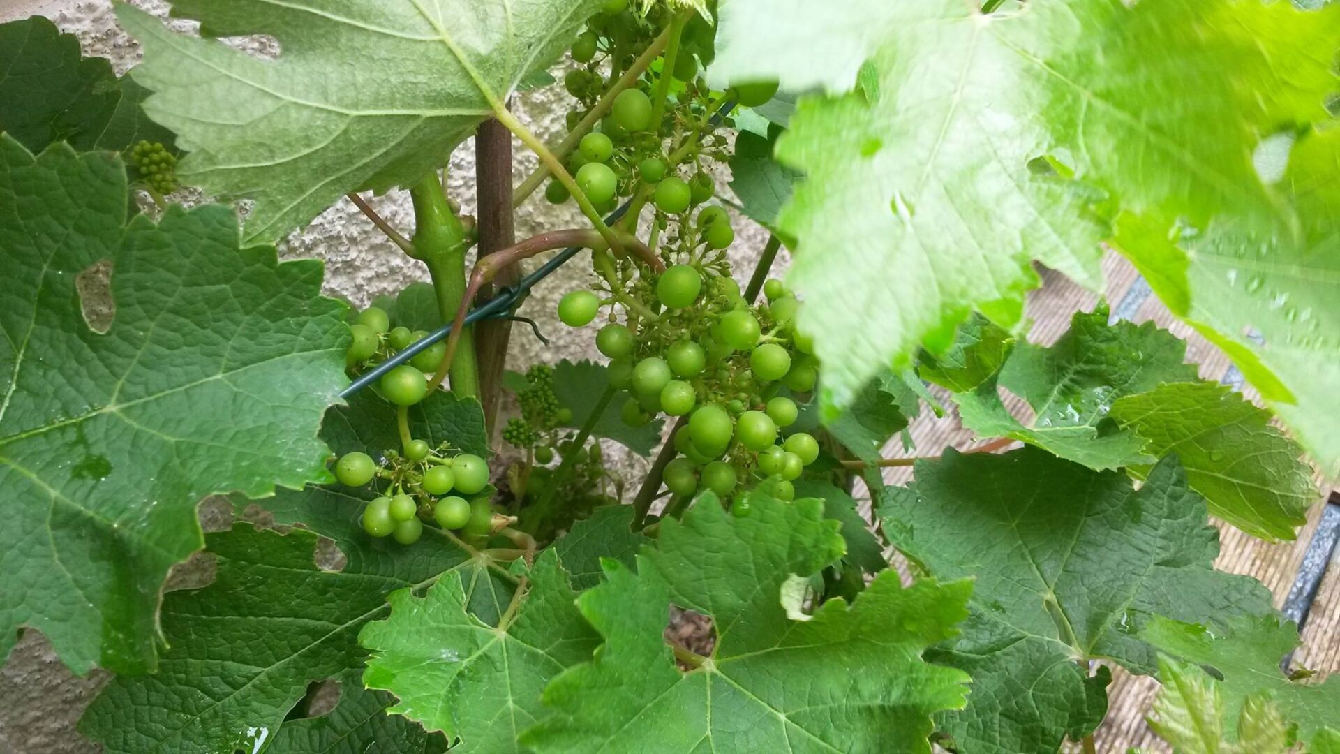  vignes de Bretagne