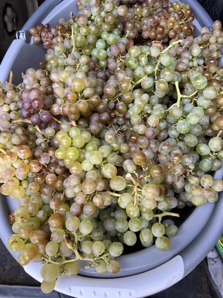  vignes de Bretagne