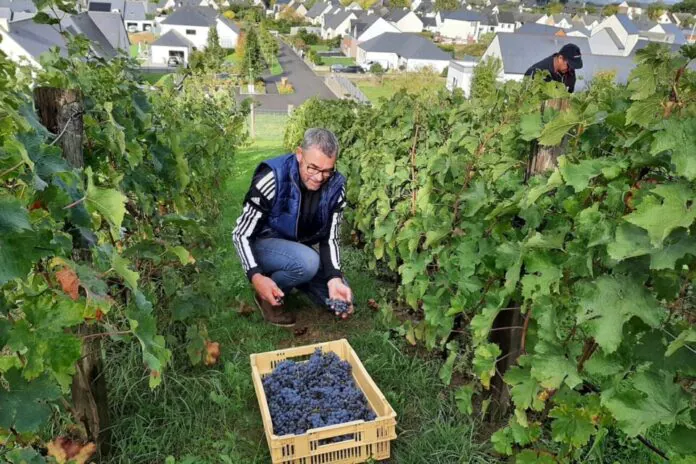 vignes de Bretagne