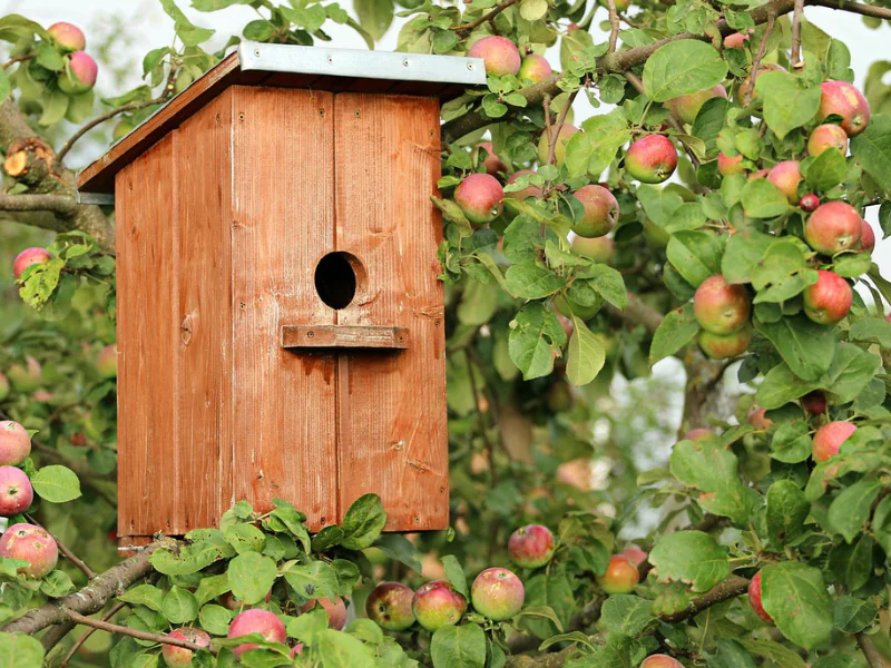 Construction d'une mangeoire à oiseau  à Terres d'oiseaux