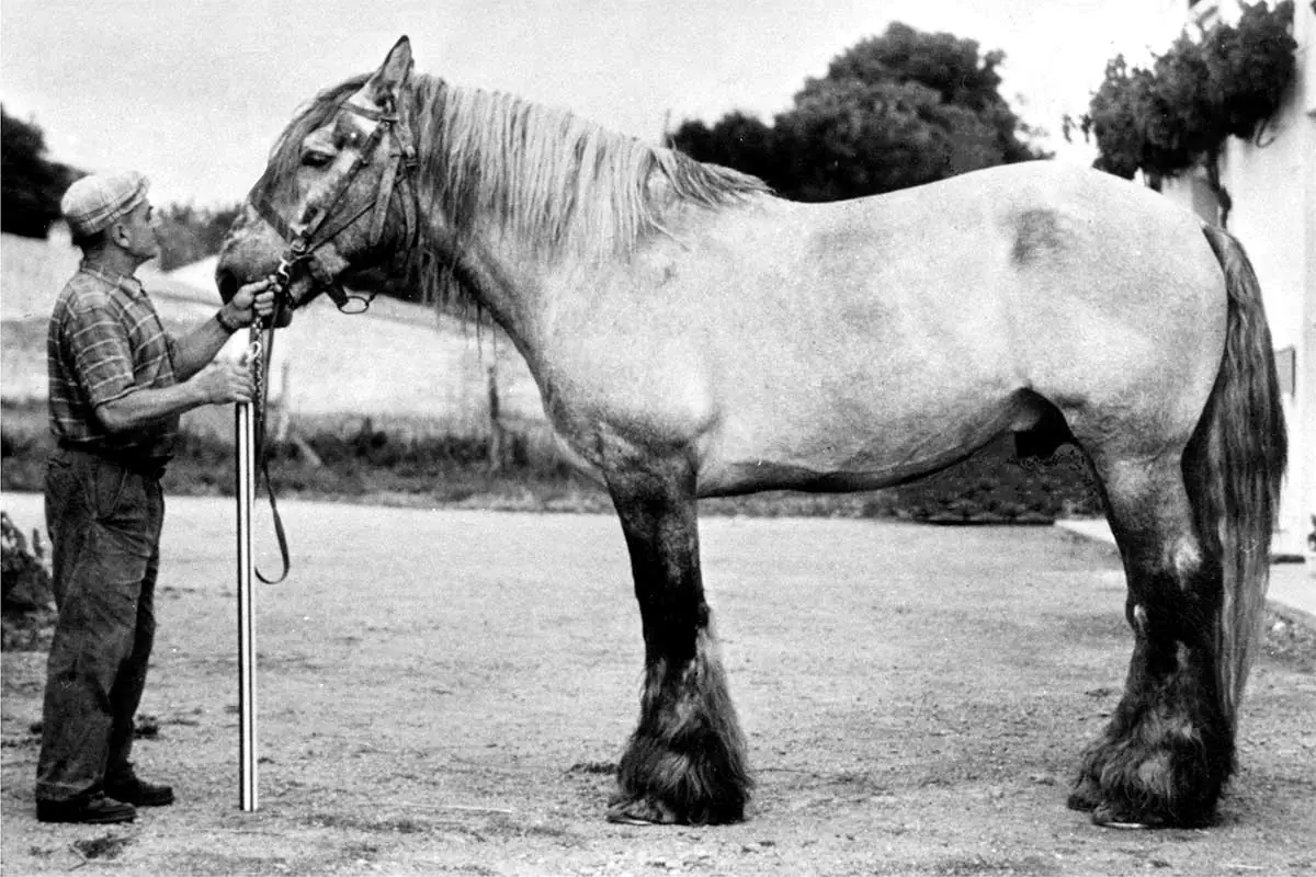 débardeurs à cheval 