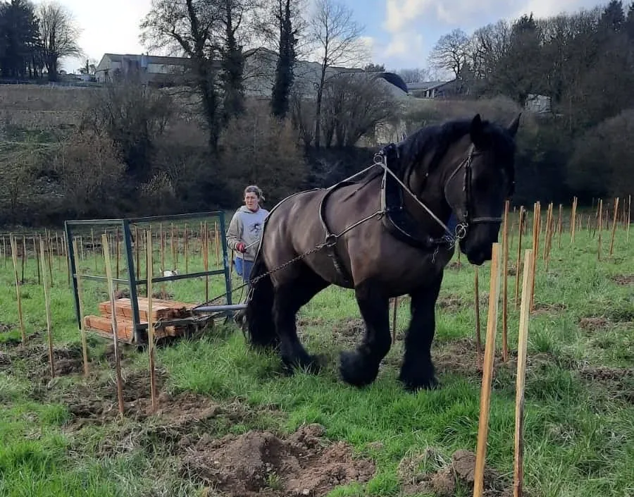 débardeurs à cheval