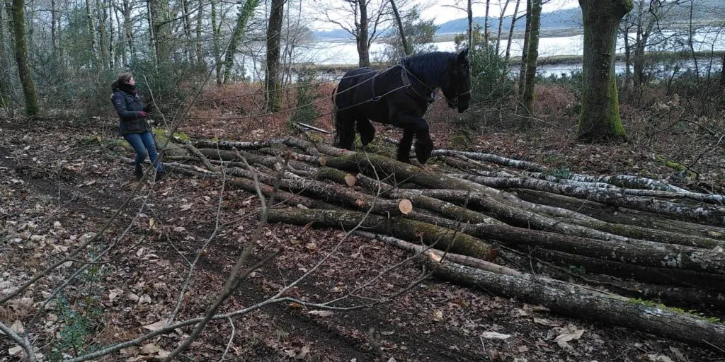 débardeurs à cheval