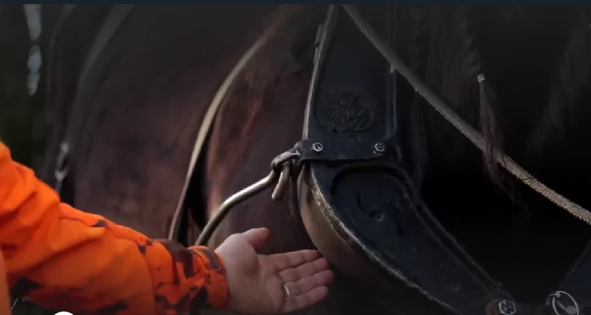 débardeurs à cheval