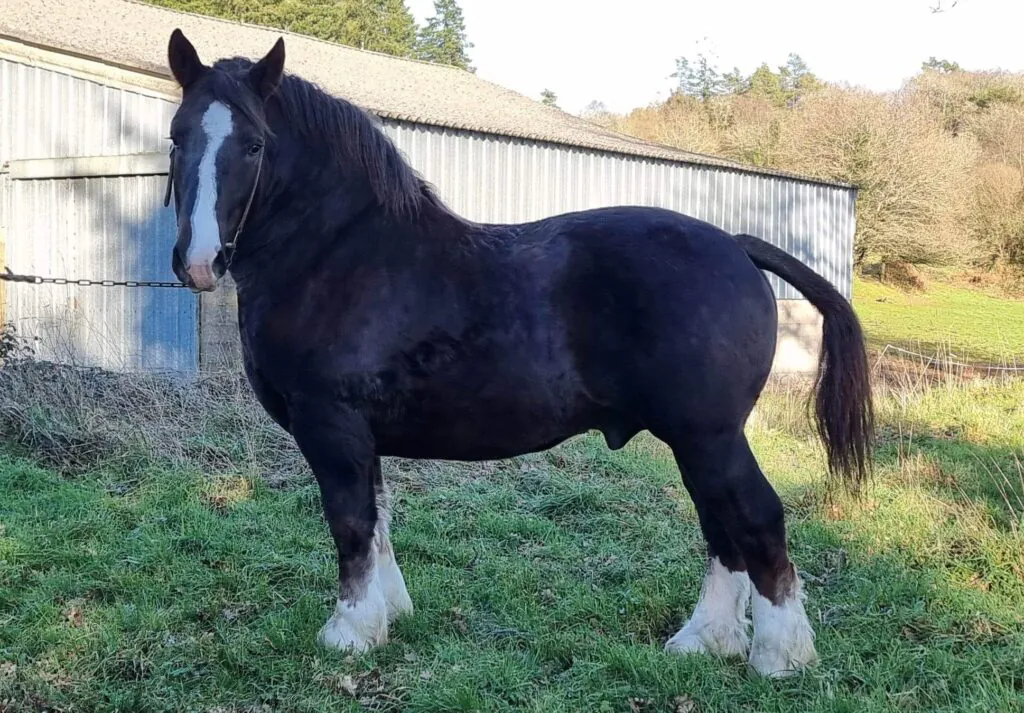 débardeurs à cheval 