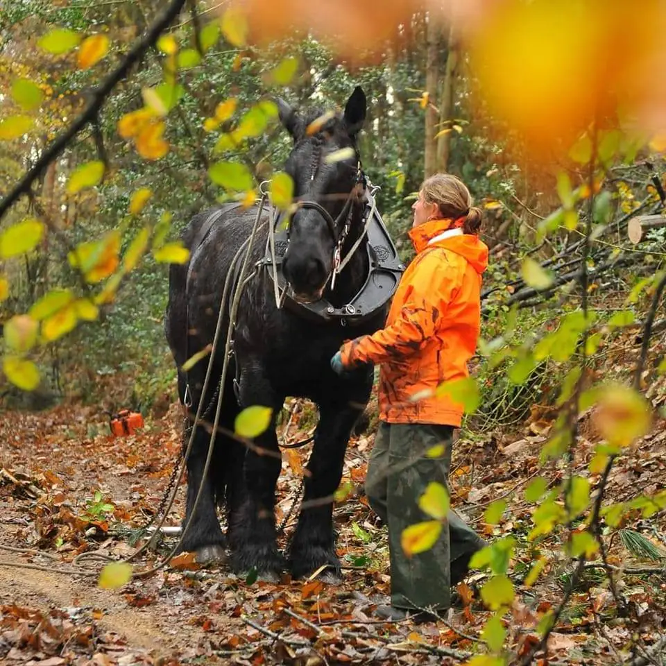 débardeurs à cheval