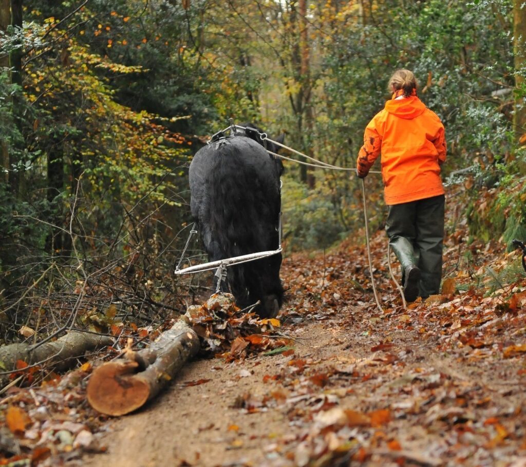 débardeurs à cheval