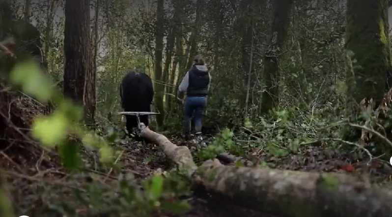 débardeurs à cheval 