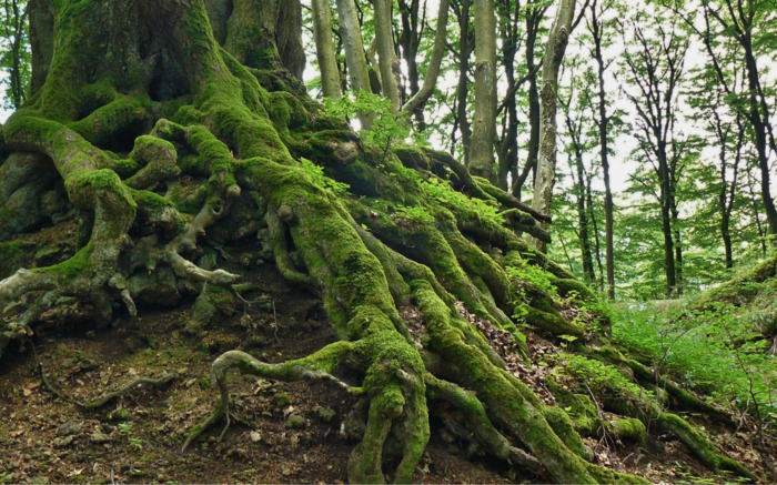 Portrait encadré d'écureuil Maison des forêts de Darnétal Darnétal samedi  16 mars 2024