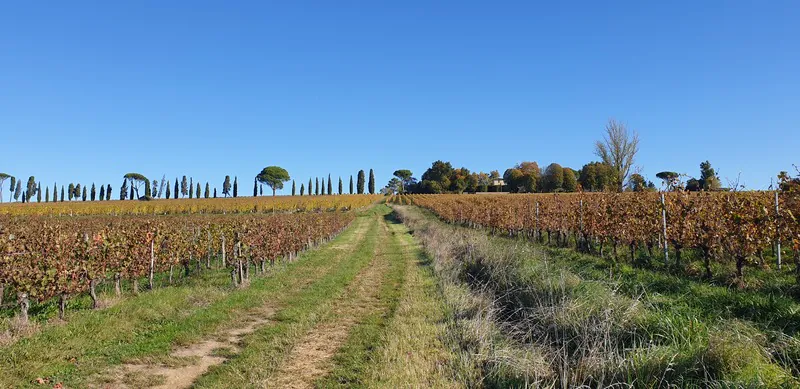 Malagar autrement - Entre les vignes