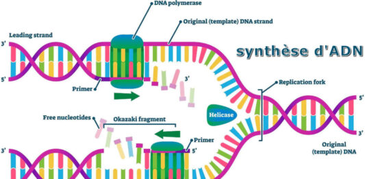 synthese adn