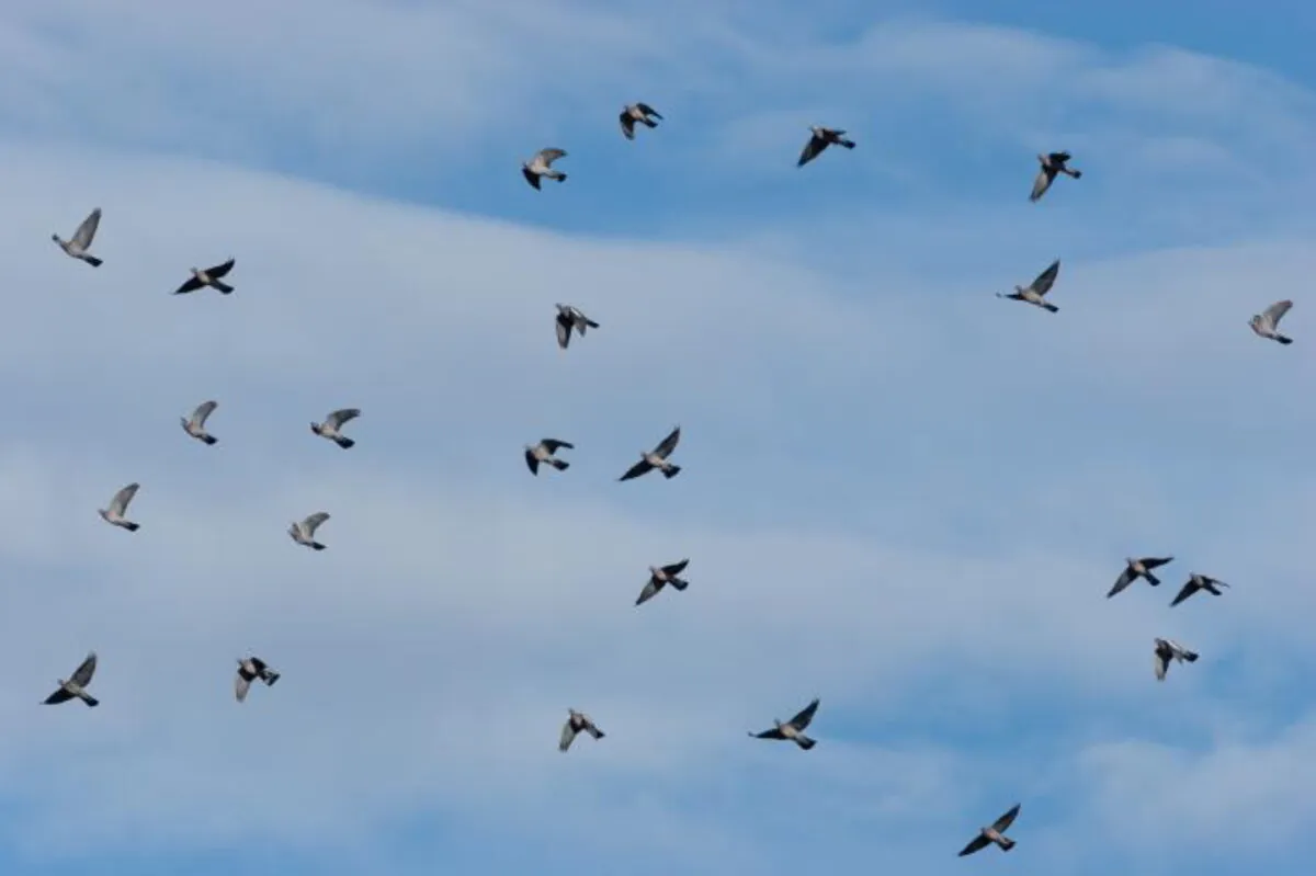 Observer les oiseaux migrateurs sur la Corniche basque