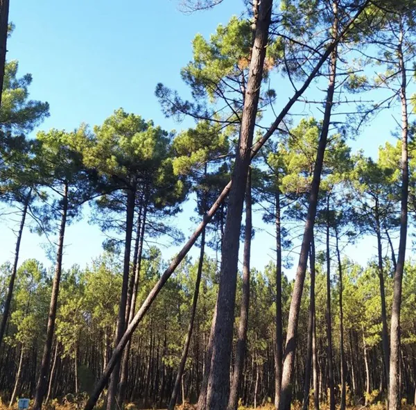 La LPO célèbre l'arbre en 2024 !