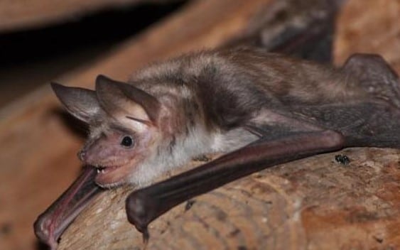 chauve souris - éoliennes