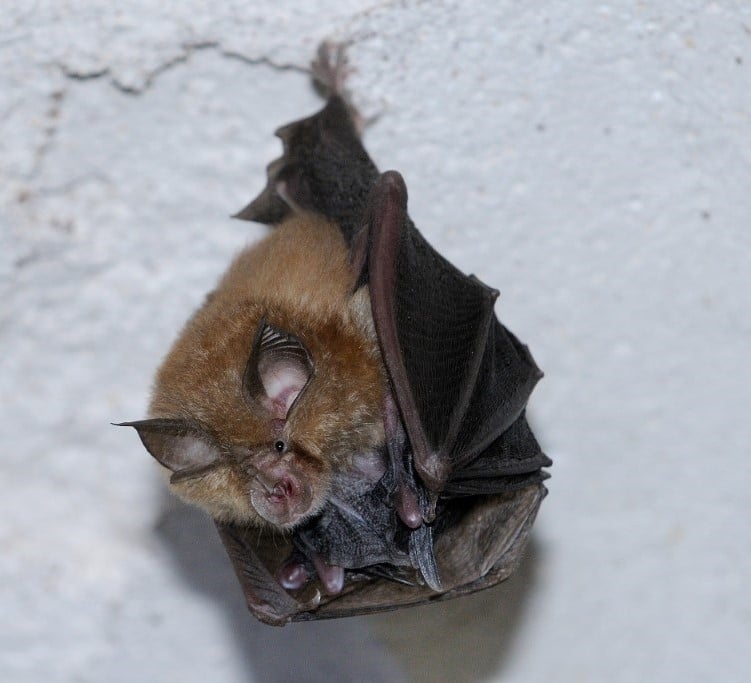 chauve souris - éoliennes