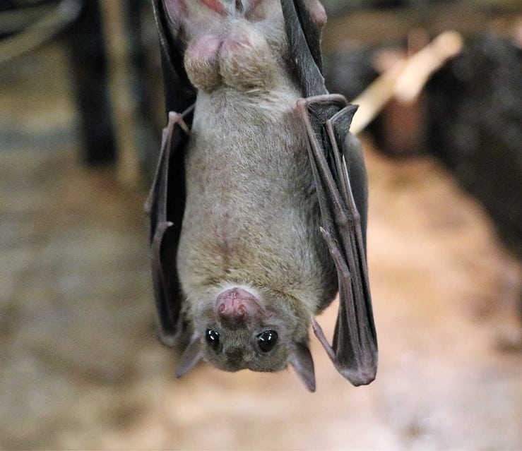 chauve souris -éoliennes