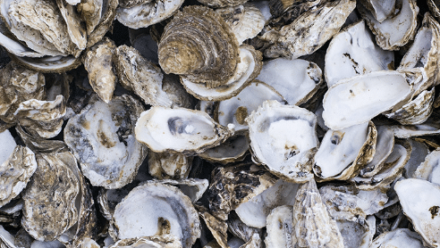 coquilles d'huîtres