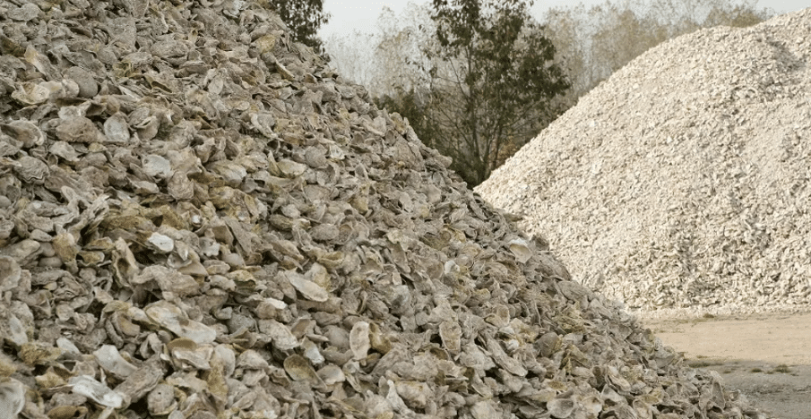 coquilles d'huîtres