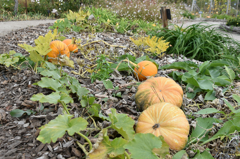 Atelier d'automne : creusage de citrouilles