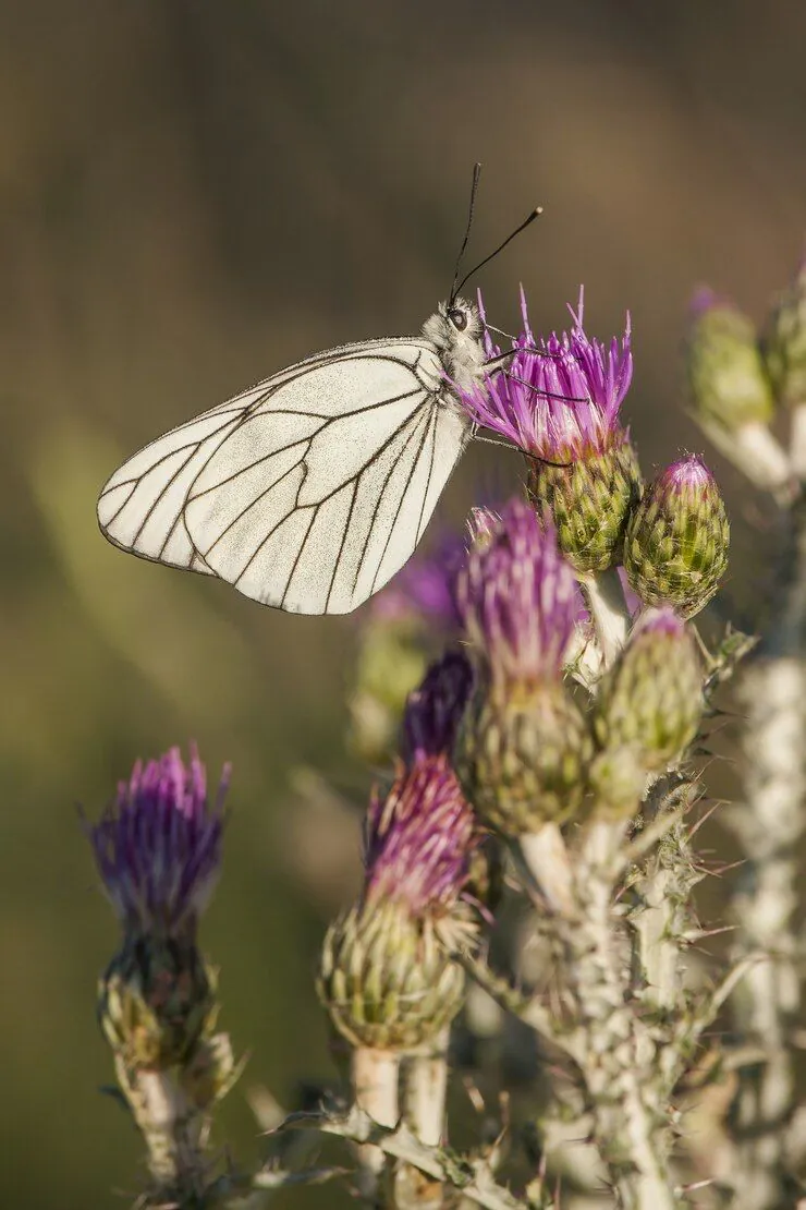 Les papillons de nuit de la pierre levée