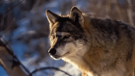 François de Beaulieu 