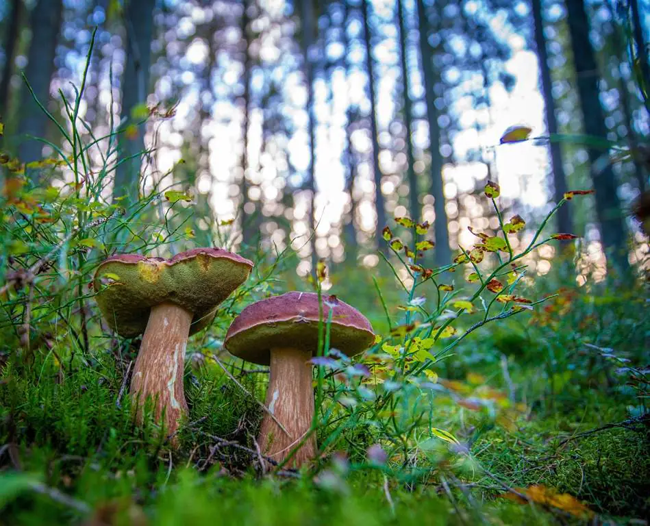 Détermination des champignons