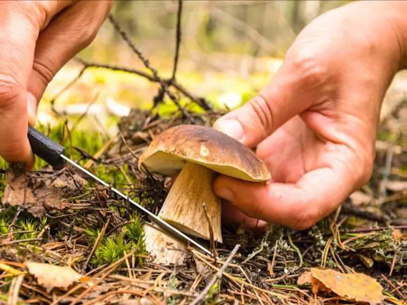 Découverte des champignons