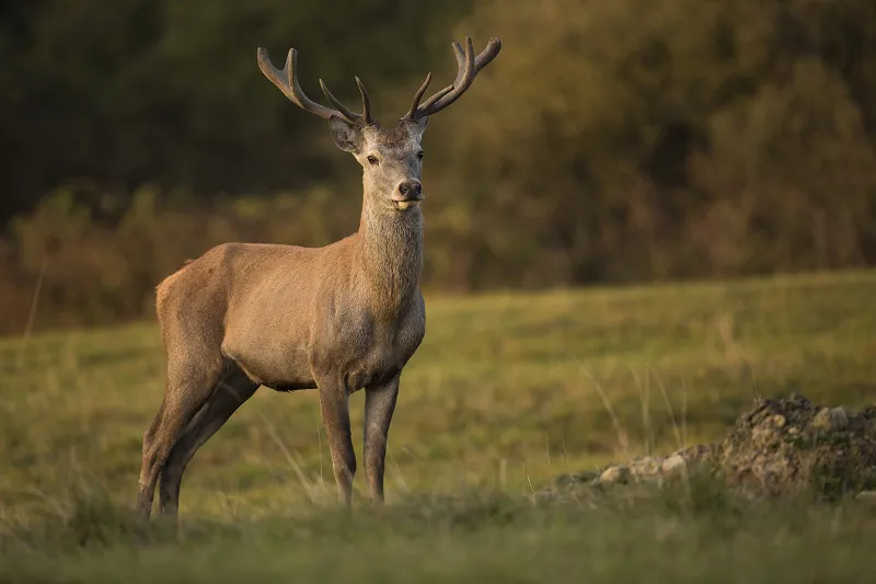 Les amours du Cerf