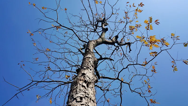 Mon arbre totem au crépuscule