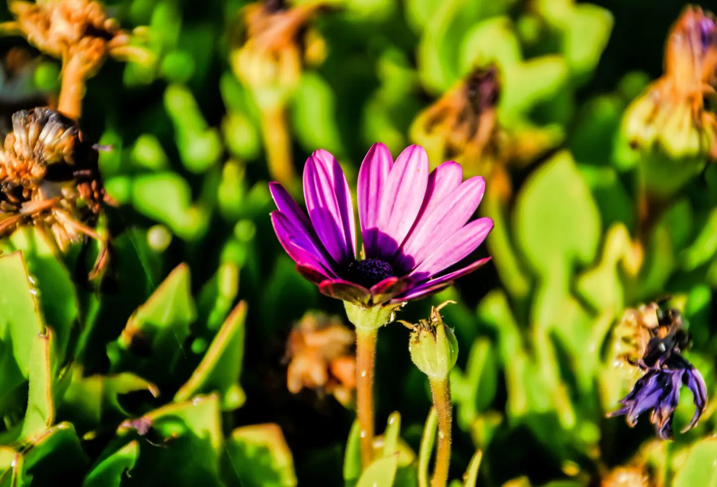 Sortie à la découverte des plantes sauvages comestibles et médicinales