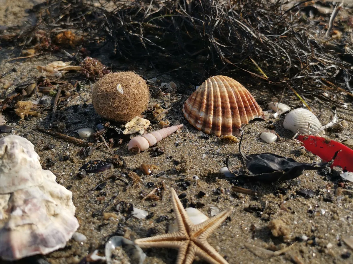 SORTIE LPO À LA DÉCOUVERTE DE LA LAISSE DE MER