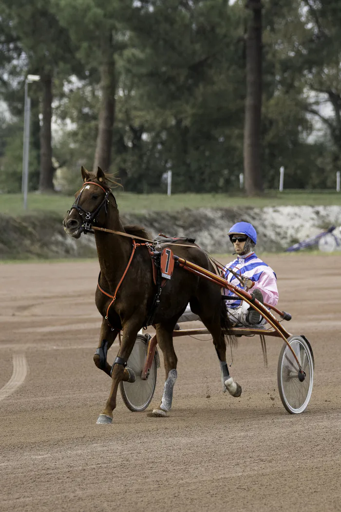 Courses hippiques du vendredi 27 décembre Hippodrome de Bordeaux-Le Bouscat Le Bouscat