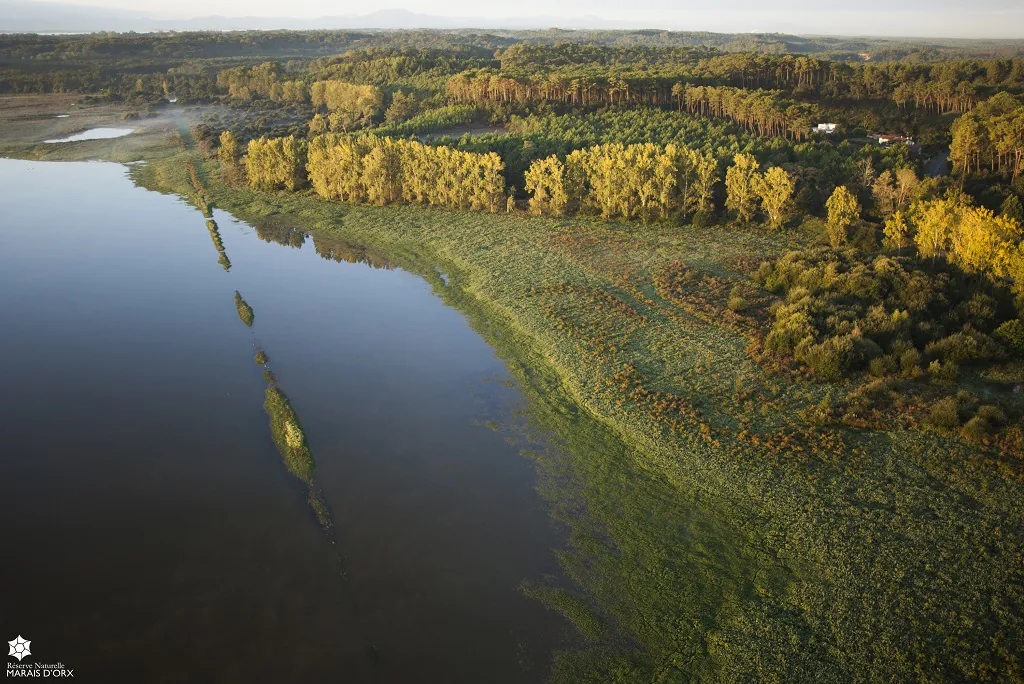 Randonnée naturaliste au marais d'Orx