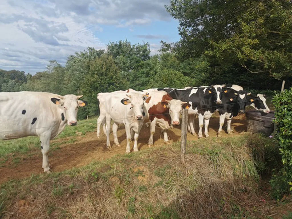 Visite de la ferme de Lorthe vaches laitières et veaux