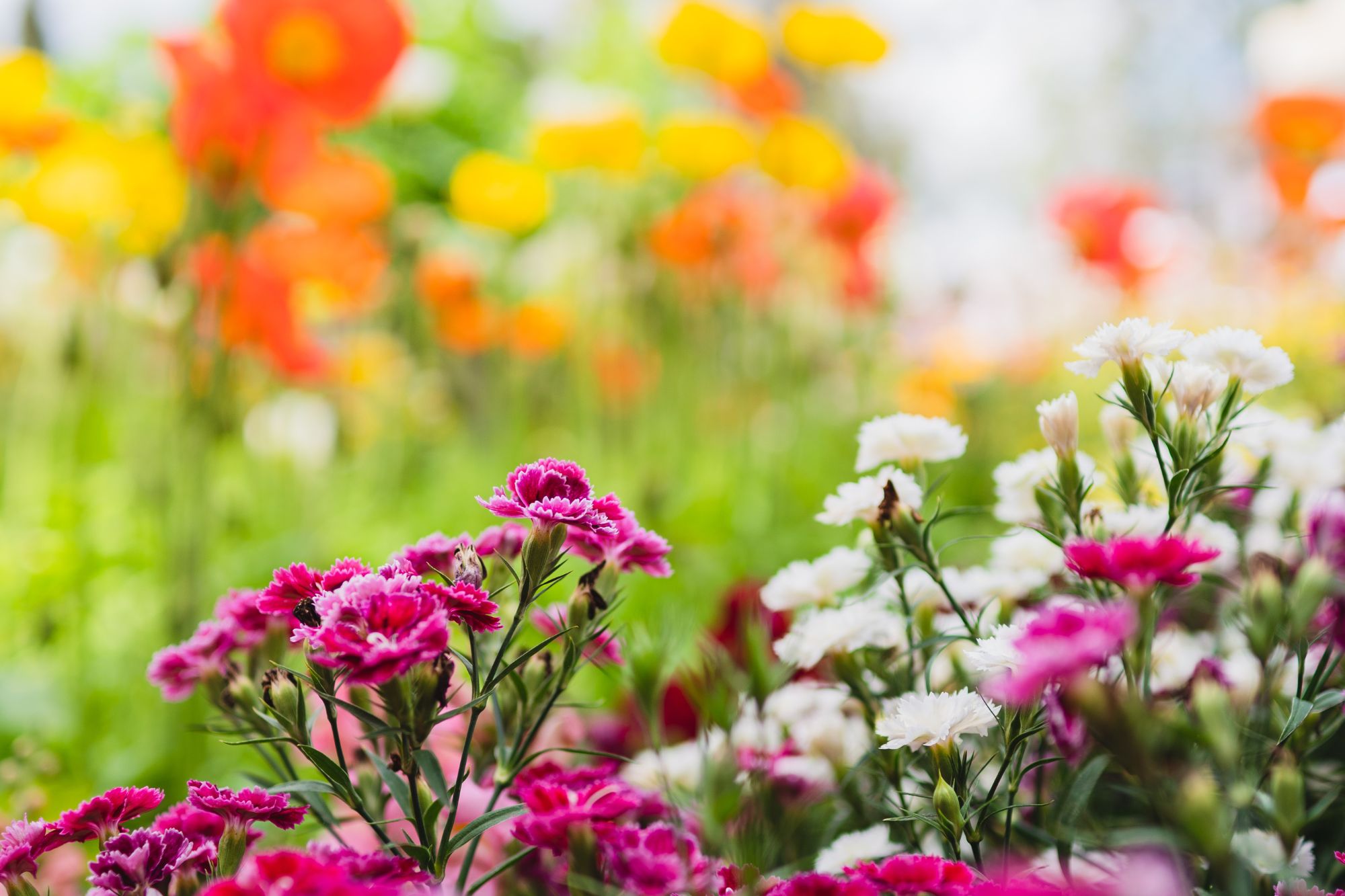 20 ans de la Fête des Plantes