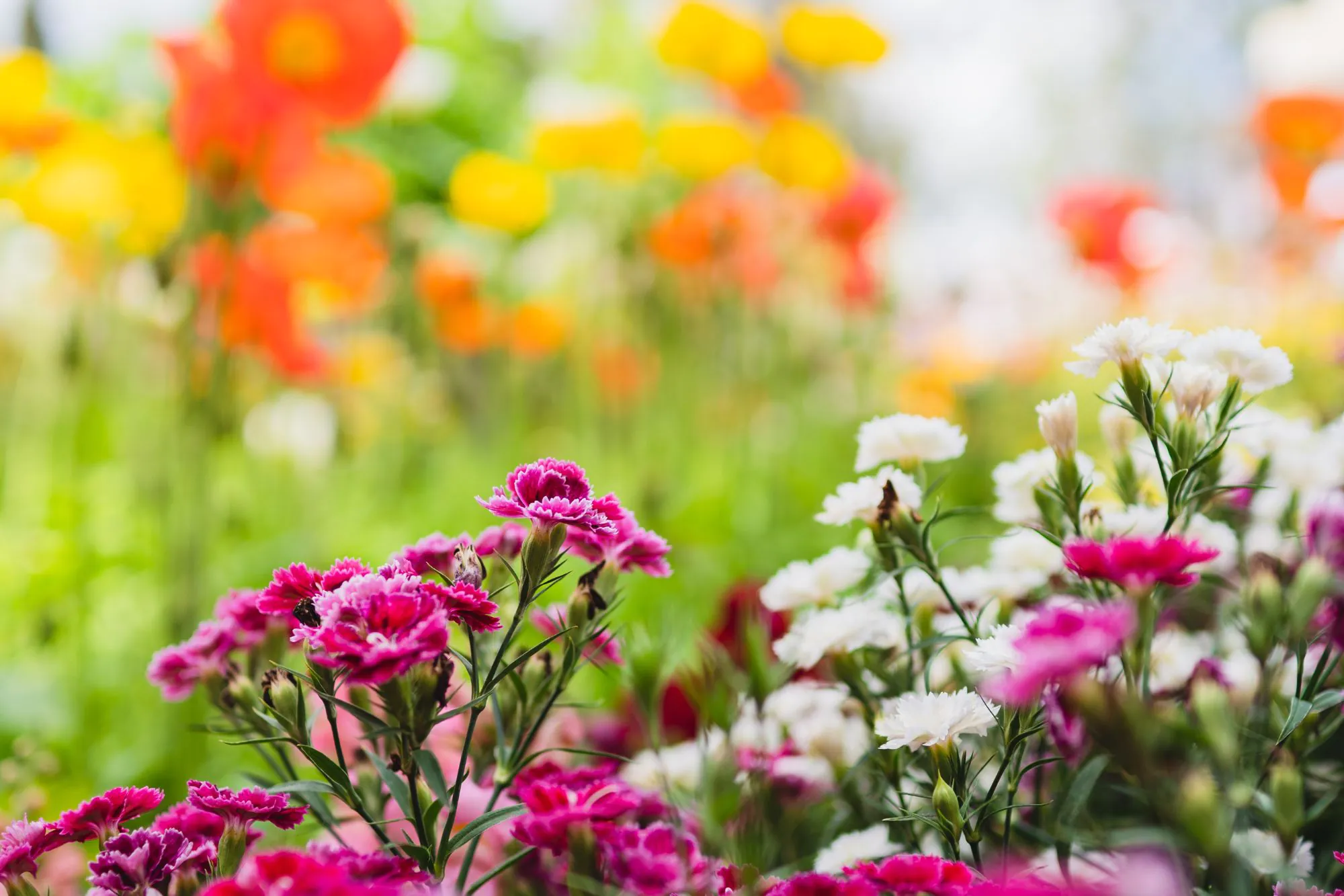 20 ans de la Fête des Plantes