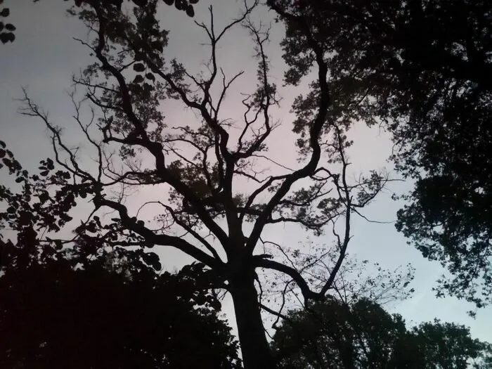 Balade crépusculaire en forêt de Ferrières Parking de Piscop (au bout de l'allée des Séquoïas)