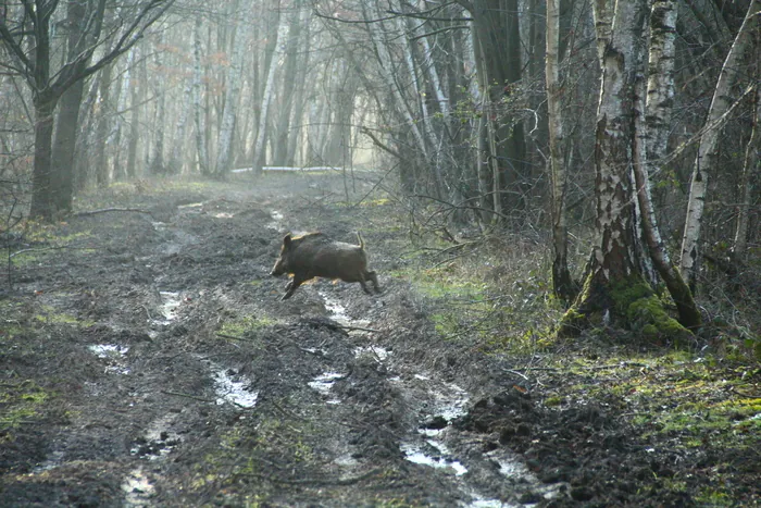 La régulation des grands mammifères : un outil de gestion de la forêt Parking de Piscop (D471 entre Pontcarré et la Francilienne)