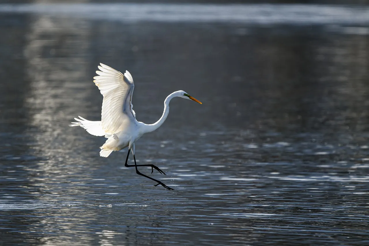 Découverte des oiseaux d'eau