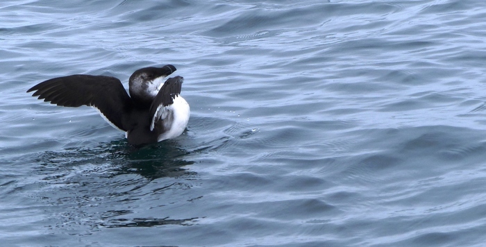 OUISTREHAM/14 : animation GONm - Les oiseaux dans les ports phare de Ouistreham Ouistreham