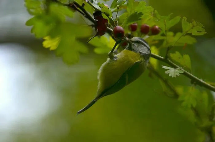 Zoom sur les haies Relais Nature du Parc de la Deûle Santes