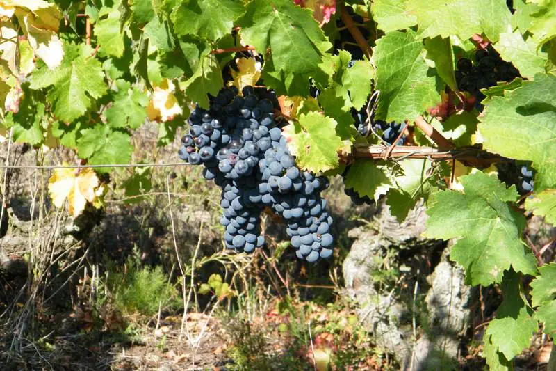 La fête des vendanges