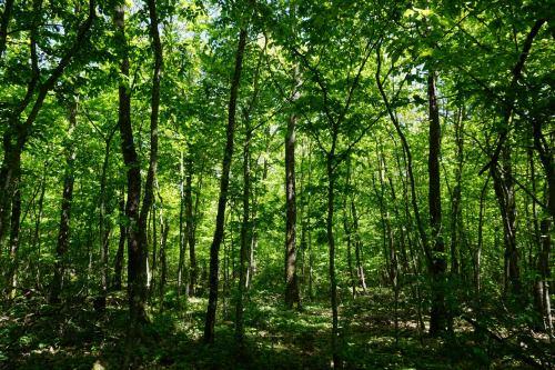 SENTIER DE LA FORÊT ENCHANTÉE Juvaincourt Grand Est