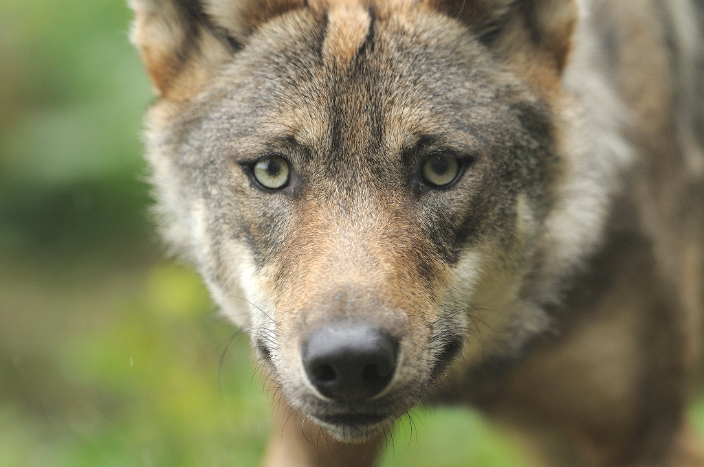 Circuit de randonnée pédestre n° 14 Les Loups de Chabrières Sainte-Feyre Nouvelle-Aquitaine