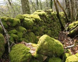 Circuit 'Lo charbé' Cognac-la-Forêt Nouvelle-Aquitaine