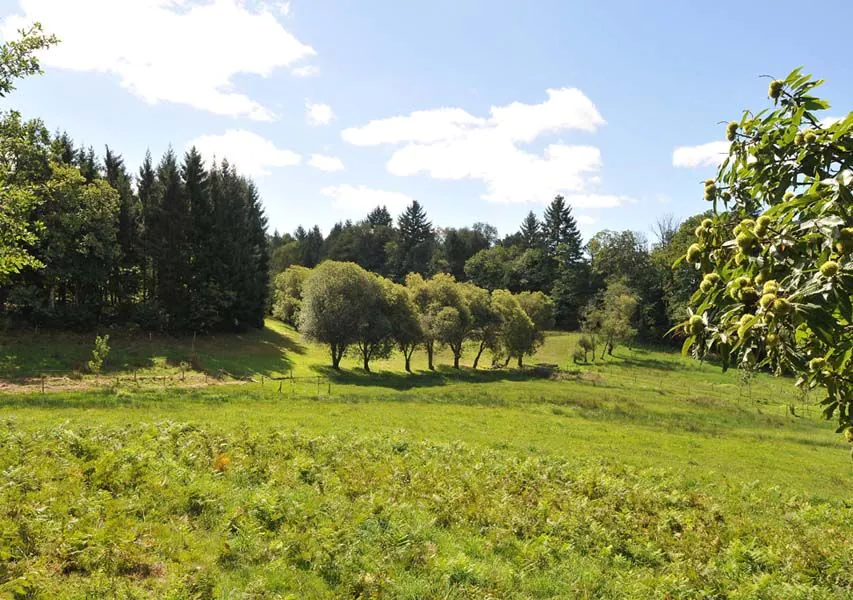 Chemin des hautes forêts Marval Nouvelle-Aquitaine