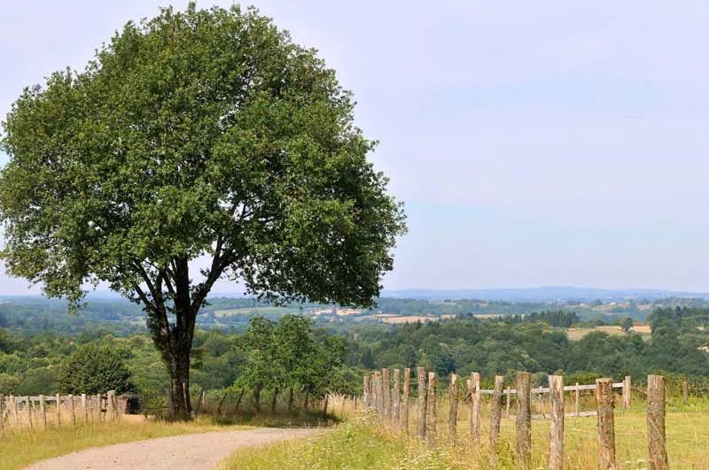 Sentier Les Tupes Saint-Denis-des-Murs Nouvelle-Aquitaine